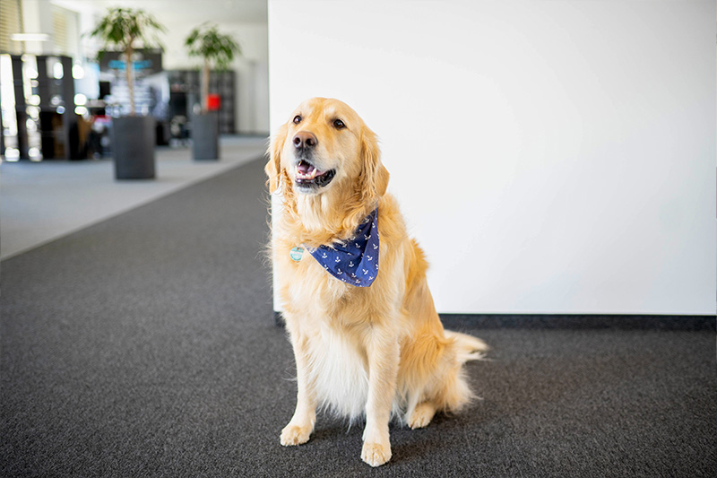 ITscope Bürohund und Cuddle Manager Simba